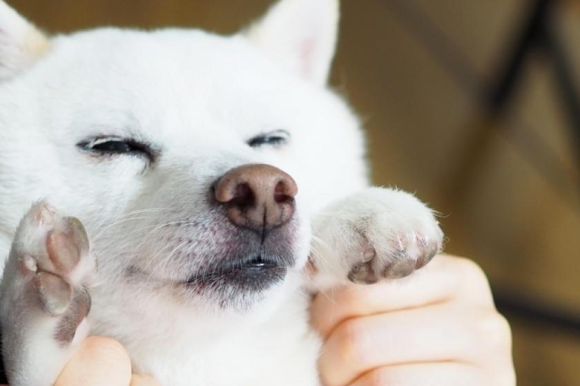 【HP限定・特別価格】愛犬と寛ぎの旅。伊賀牛ディナー＆和朝食を堪能＜2食付＞