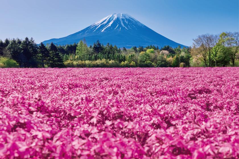 【藤乃煌から巡る春の花旅プラン】◇富士の麓で出会う花めぐりと春のバーベキューディナー◇(朝夕食付)