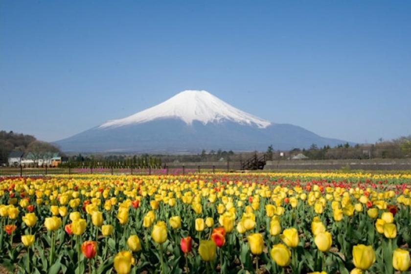 【藤乃煌から巡る春の花旅プラン】◇富士の麓で出会う花めぐりと春のバーベキューディナー◇(朝夕食付)