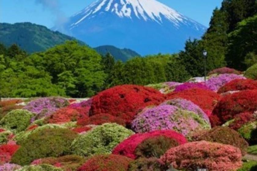 【藤乃煌から巡る春の花旅プラン】◇富士の麓で出会う花めぐりと春のバーベキューディナー◇(朝夕食付)