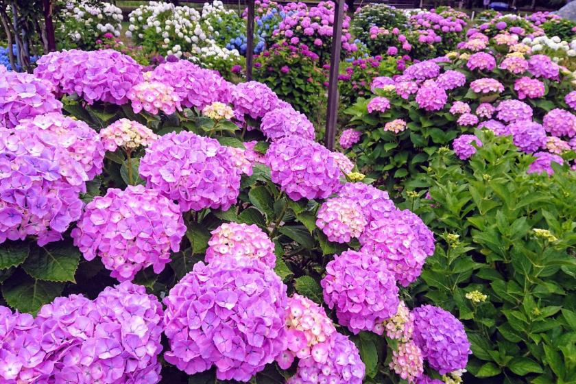 【早割30】東北福島の名物料理を堪能！夕朝食ビュッフェプラン