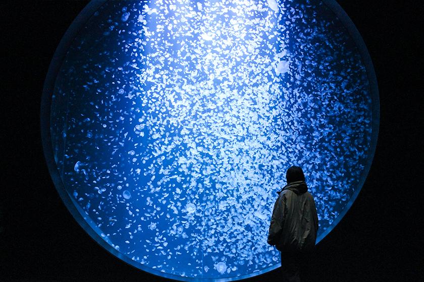 ＼2026年4月リニューアル／【加茂水族館チケット付】世界一のクラゲ水族館で癒し時間《朝食付プラン》