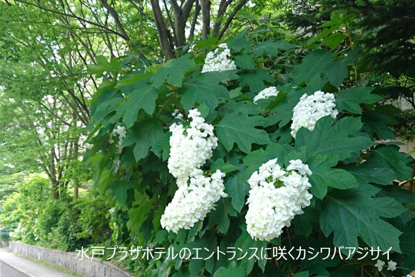 ＜水戸のあじさい旅＞ロンネフェルト紅茶で楽しむ優雅なティータイム ご宿泊プラン　～ご朝食付～
