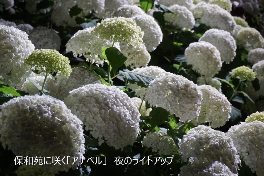 ＜水戸のあじさい旅＞ロンネフェルト紅茶で楽しむ優雅なティータイム ご宿泊プラン　～ご朝食付～