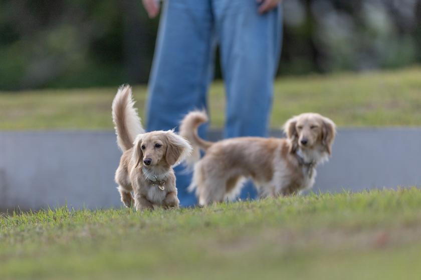 【朝食付き】～愛犬と過ごす贅沢な朝～　1泊朝食付きプラン