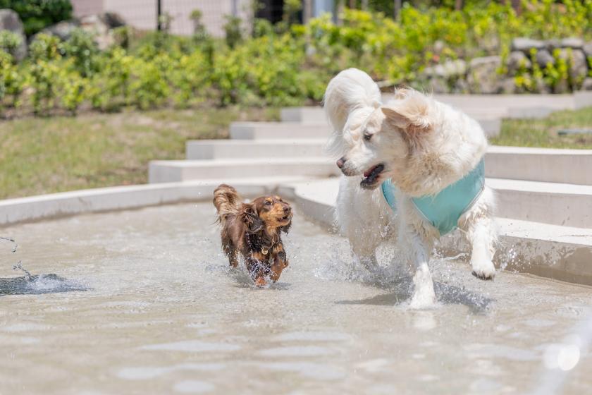 【夕食スタンダード】～愛犬と寛ぎのひとときを～　1泊2食付きプラン