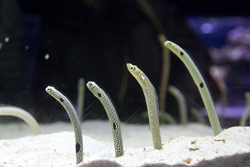 【すみだで楽しむ夏】すみだ水族館入場チケット付きプラン（朝食付き）