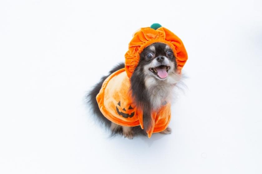【1日2組限定】Happy Halloween☆愛犬が主役のハロウィン特別プラン　RDC会員専用　本格懐石料理／1泊2食付